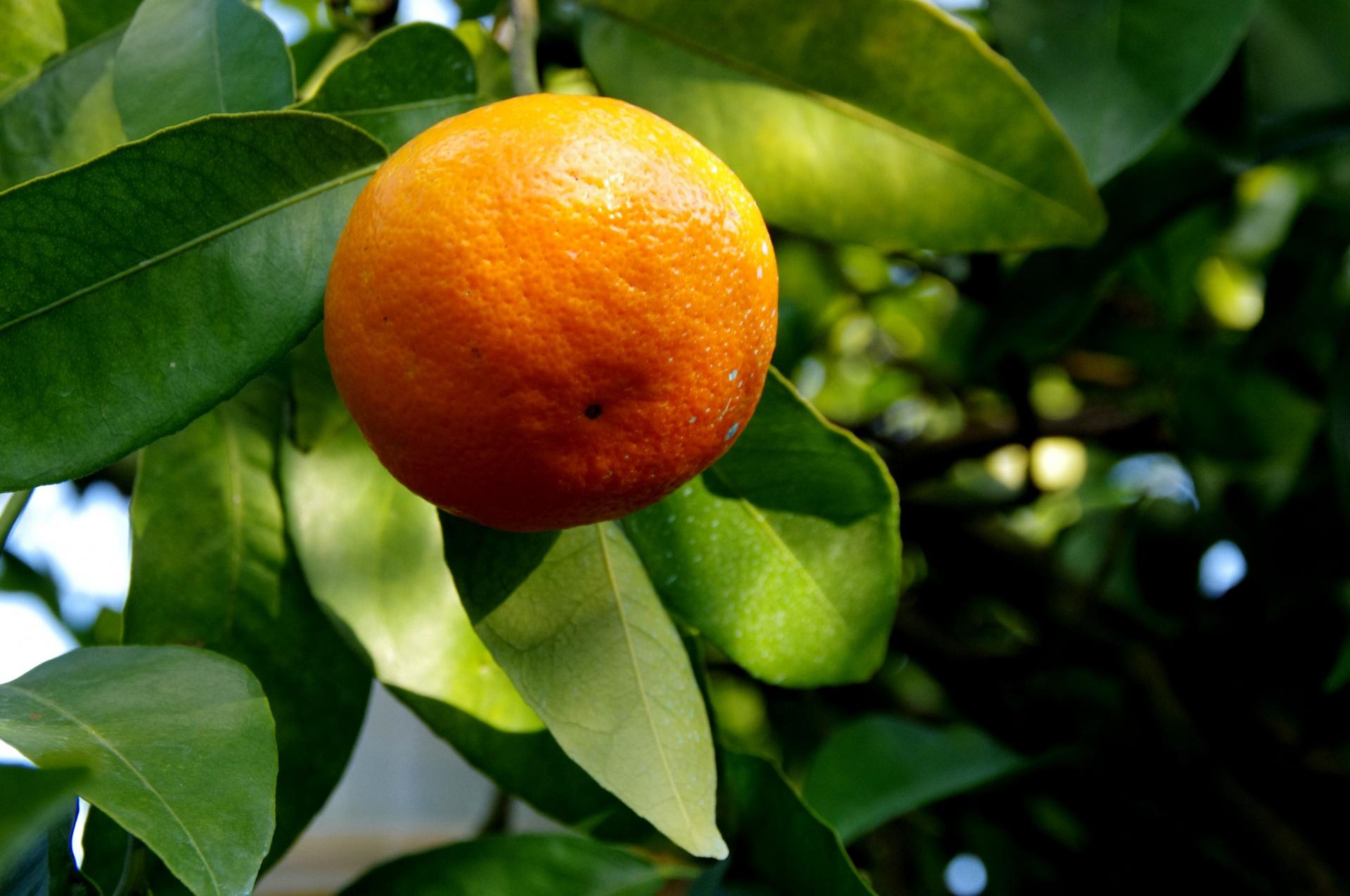 Tangerine Express Subscriptions: Your Weekly Dose of Zesty Freshness.